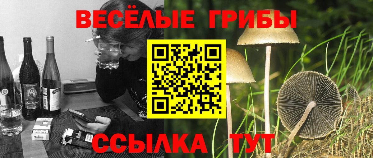 Галлюциногенные грибы Psilocybine cubensis  Вход с VPN  Сафоново  Псилоцибиновые грибы MAGIC MUSHROOMS 